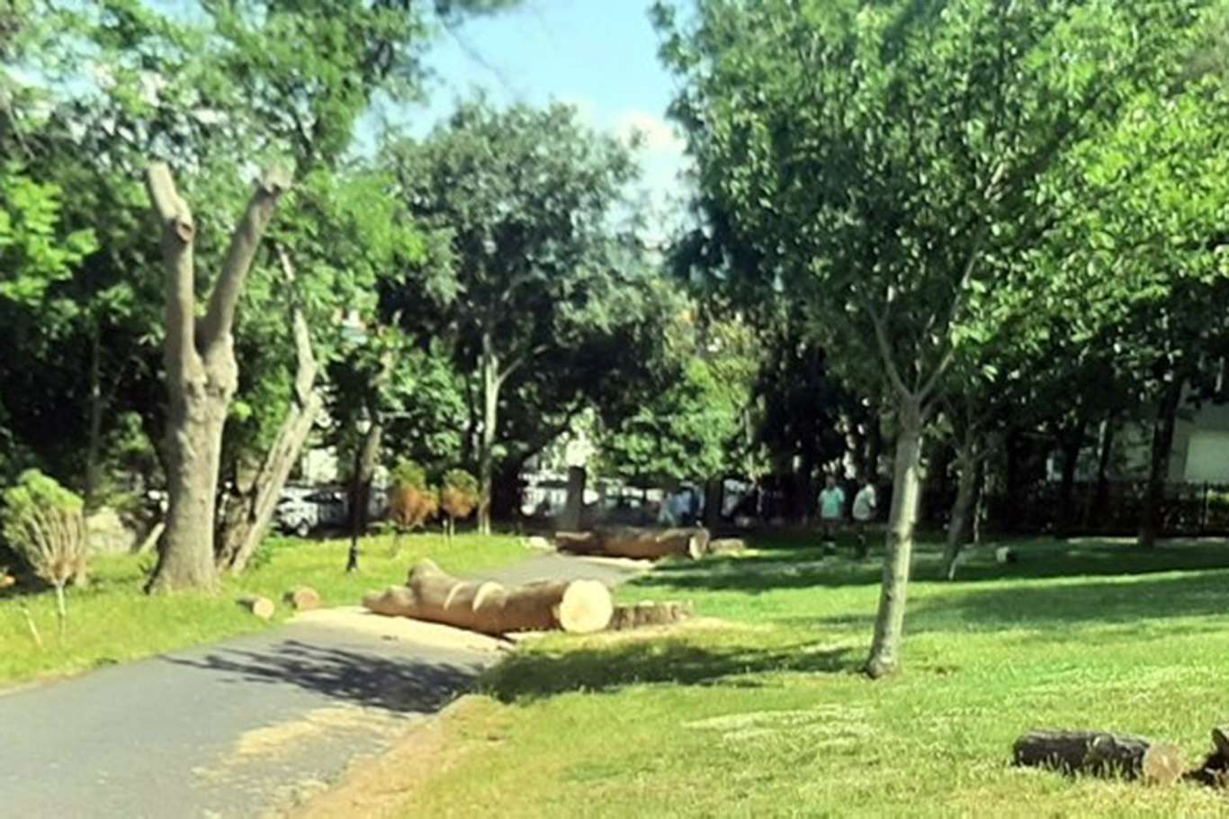  İzinsiz ağaç kesimi yapan belediyeye idari para cezası verildi